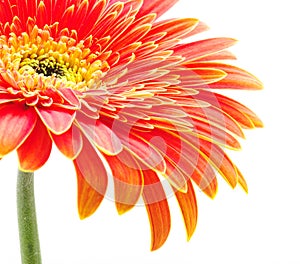 Orange gerbera
