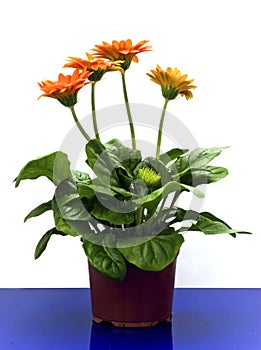 Orange gerbera