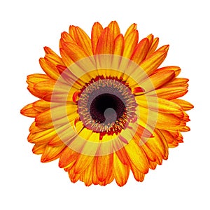 Orange Gerbera