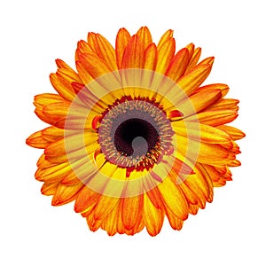 Orange Gerbera