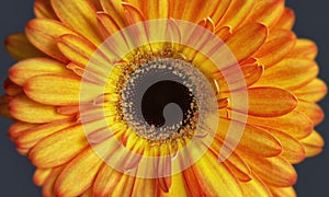 Orange Gerbera