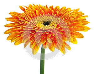 Orange gerbera