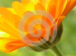 Orange gerbera