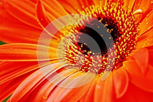 Orange Gerbera