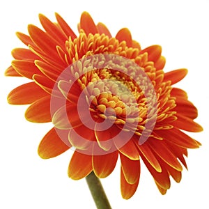 Orange gerbera