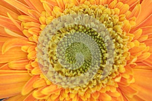 Orange Gerbera