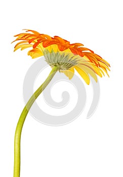 Orange gerbera