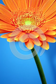 Orange Gerbera photo