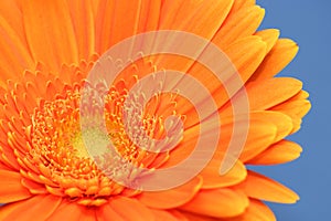 Orange Gerbera