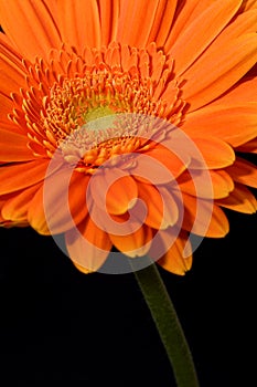 Orange Gerbera