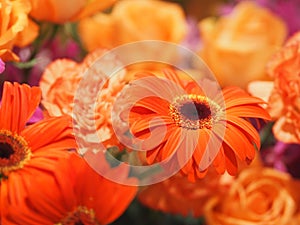 Orange Gerbera , Barberton daisy flower on bush blurred of rose carnation background
