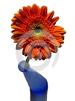 Orange Gerbera And Blue Vase