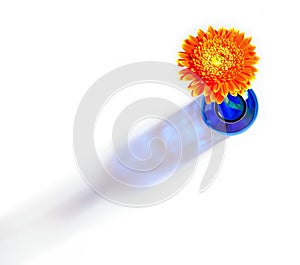 Orange gerbera in blue vase on white background