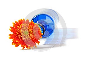 Orange gerbera in blue vase on white background