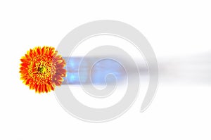 Orange gerbera in blue vase on white background