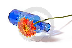 Orange gerbera with blue vase on white background