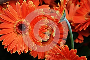 Orange Gerbera Daisies