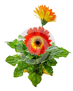 Orange Gerbera Daisy