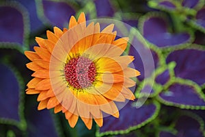 Orange Gerbera Daisy