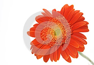 Orange gerbera daisy
