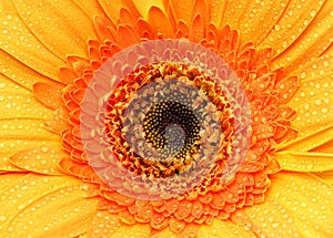 Orange Gerbera Daisy