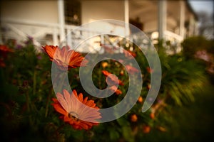 Orange Gerbera Daisy