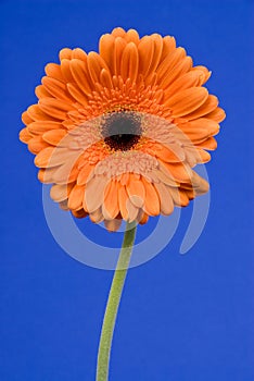 Orange Gerbera Daisy