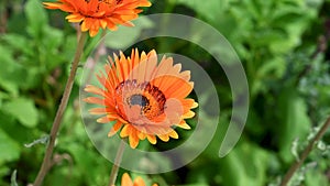 Orange Gerbera daisy, or also known as Barberton daisy, African daisy.