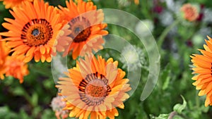 Orange Gerbera daisy, or also known as Barberton daisy, African daisy.