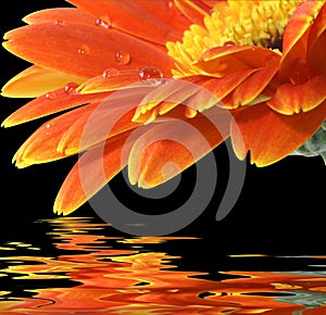 Orange gerbera daisy on the black background
