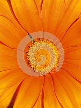 Orange gerbera daisy closeup showing yellow center stamen