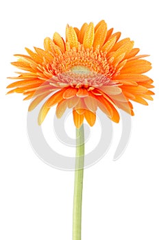 Orange gerbera daisy flower