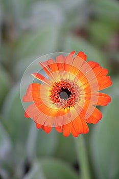 Orange Gerbera daisy flower with black eye and yellow stamens on green stem, vertical