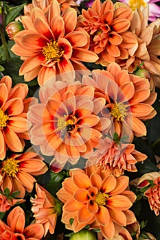 Orange Gerbera daisy flower blossoms with honey bee collecting pollen