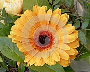 Orange gerbera daisy flower closeup, top view