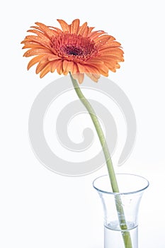 Orange Gerbera daisy flower in a glass vase on white