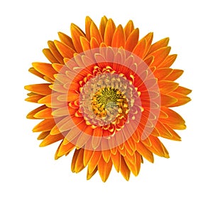 Orange gerbera daisy flower top view isolated on white background, path photo