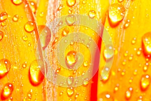 Orange gerbera daisy flower with water drops