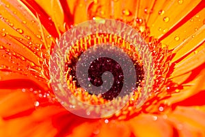 Orange gerbera daisy flower with water drops