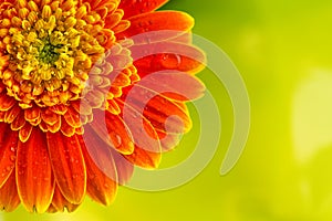 Orange gerbera daisy flower on yellow background