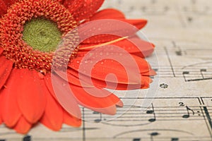 Orange Gerbera Daisy with Green Center and Water Droplets Rests on Sheet Music