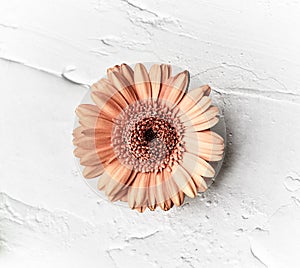 Orange gerbera daisy isolated on violet background