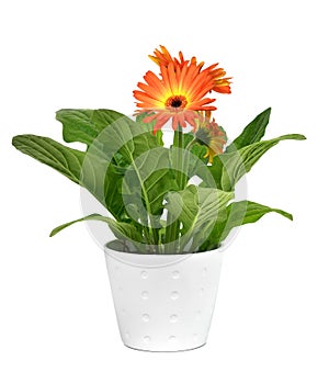 Orange gerbera daisy plant