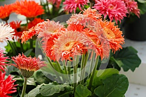 Orange Gerbera daisy. Gerbera plant in pot on the table. Full bloom