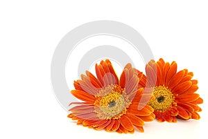 Orange gerbera daisy (transvaal) flowers closeup.