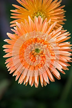 Orange Gerbera flower