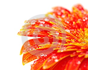 Orange gerbera flower