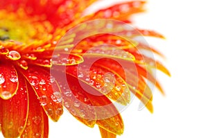 Orange gerbera flower