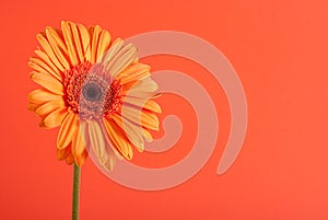 Orange gerbera flower