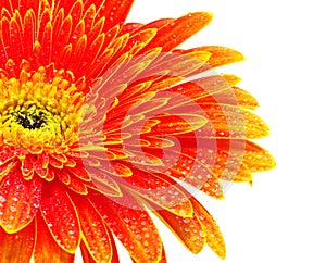 Orange gerbera flower